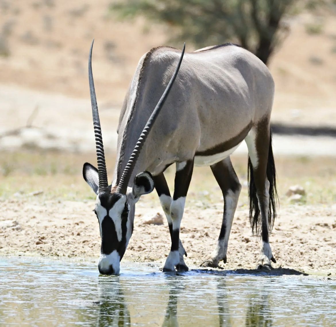 Oryx drinking