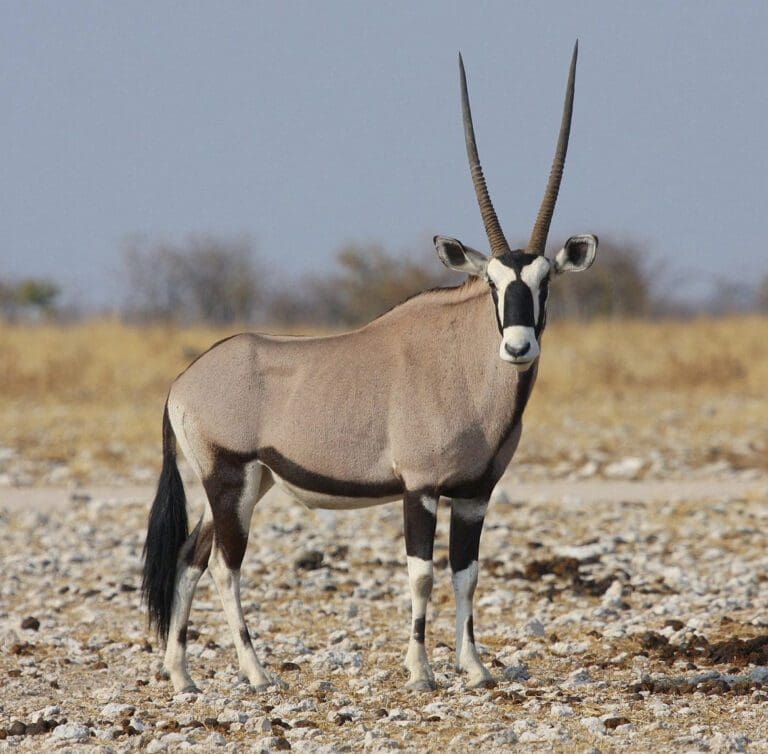 Get to Know the Gemsbok - Desert Oryx | Wildest