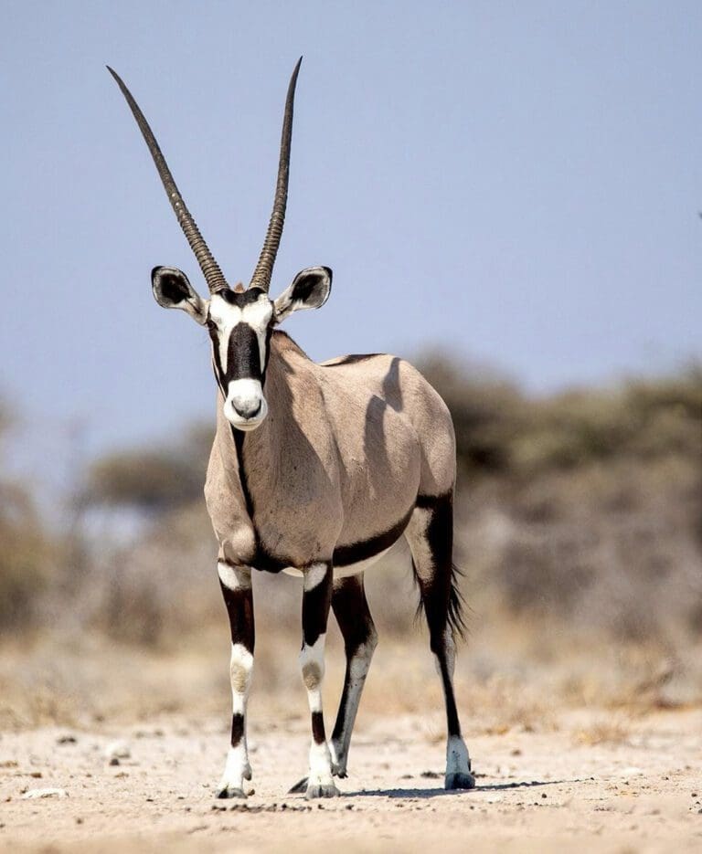 Get to Know the Gemsbok - Desert Oryx | Wildest