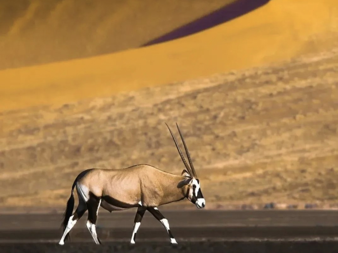 Desert oryx