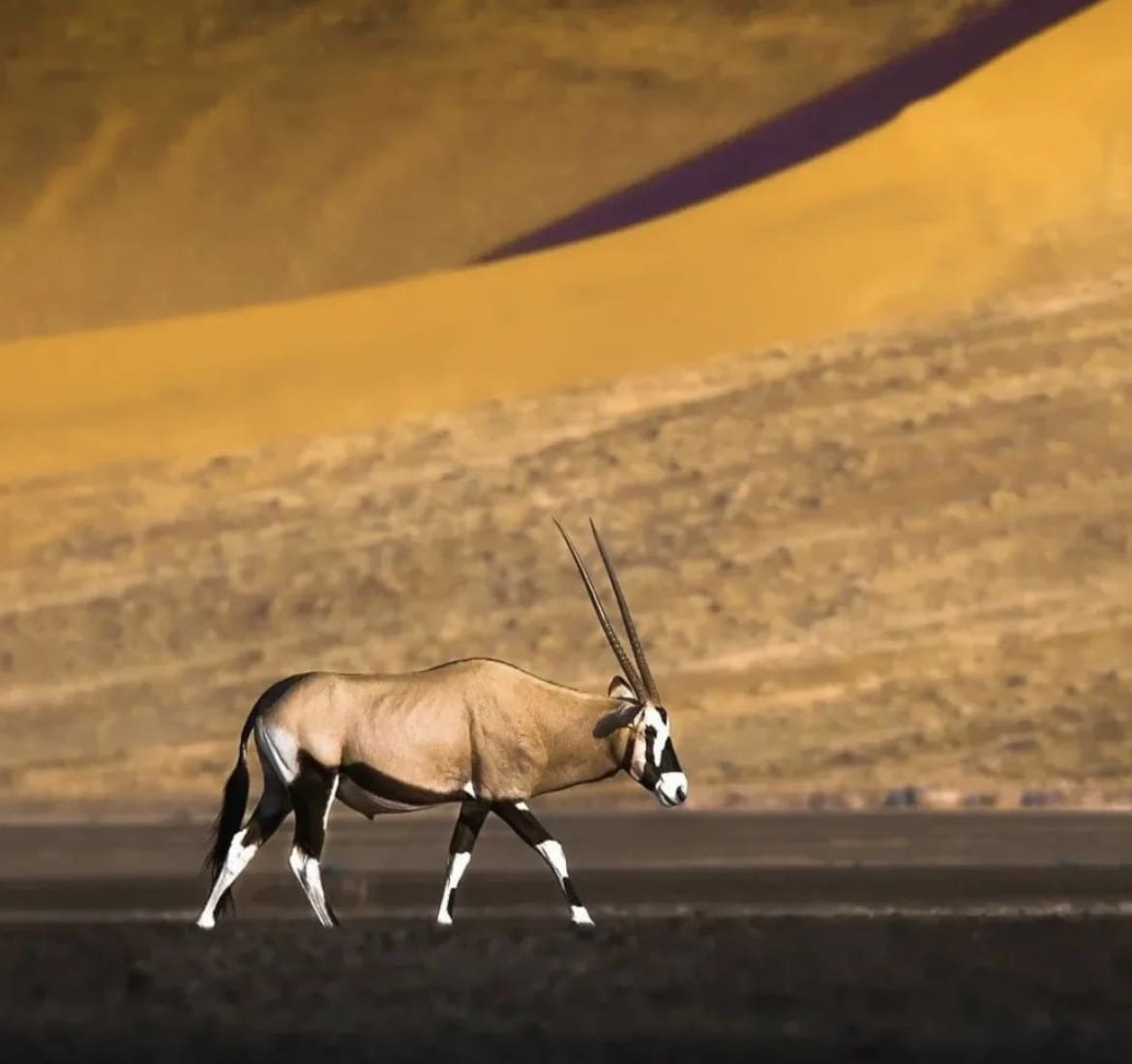 Desert oryx