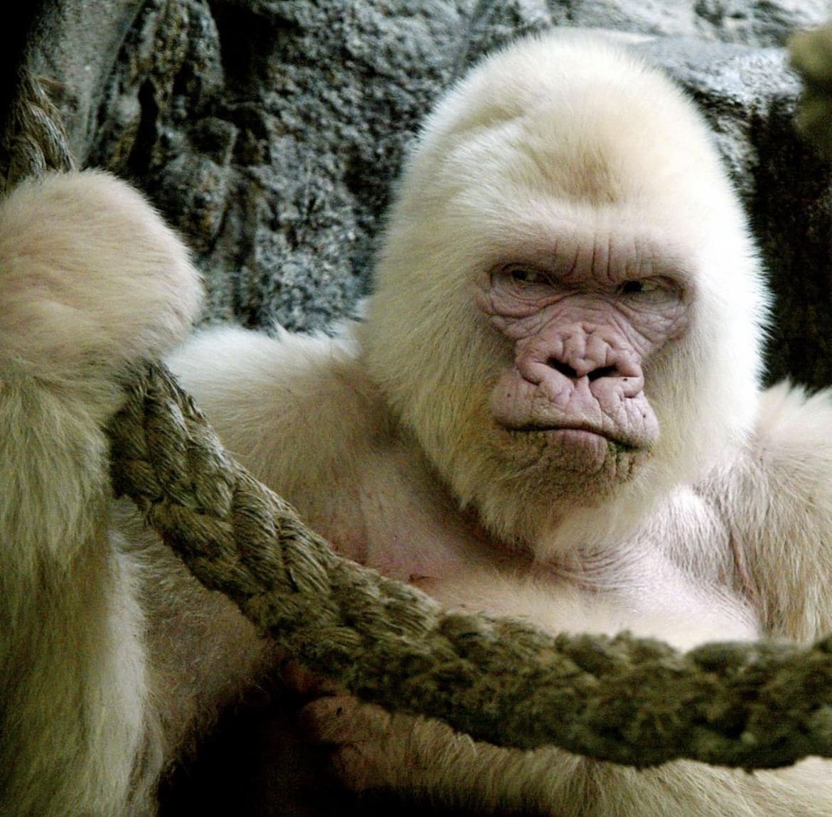 Albino gorilla