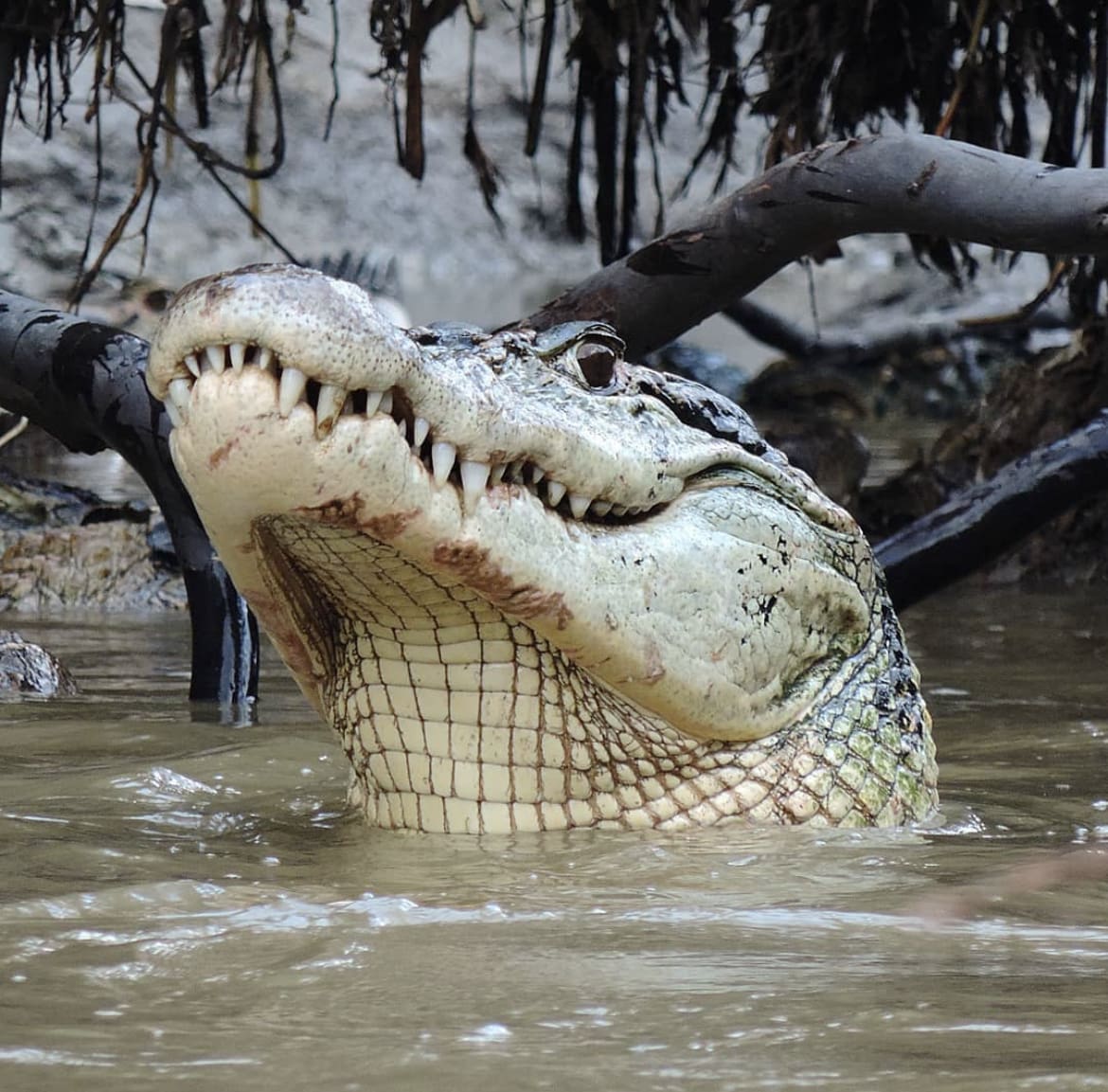 crocodile in the amazon