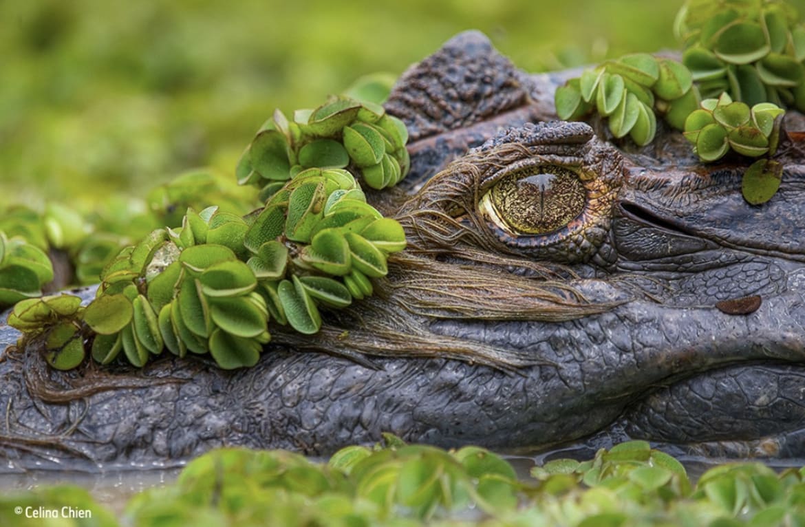 South american crocodile