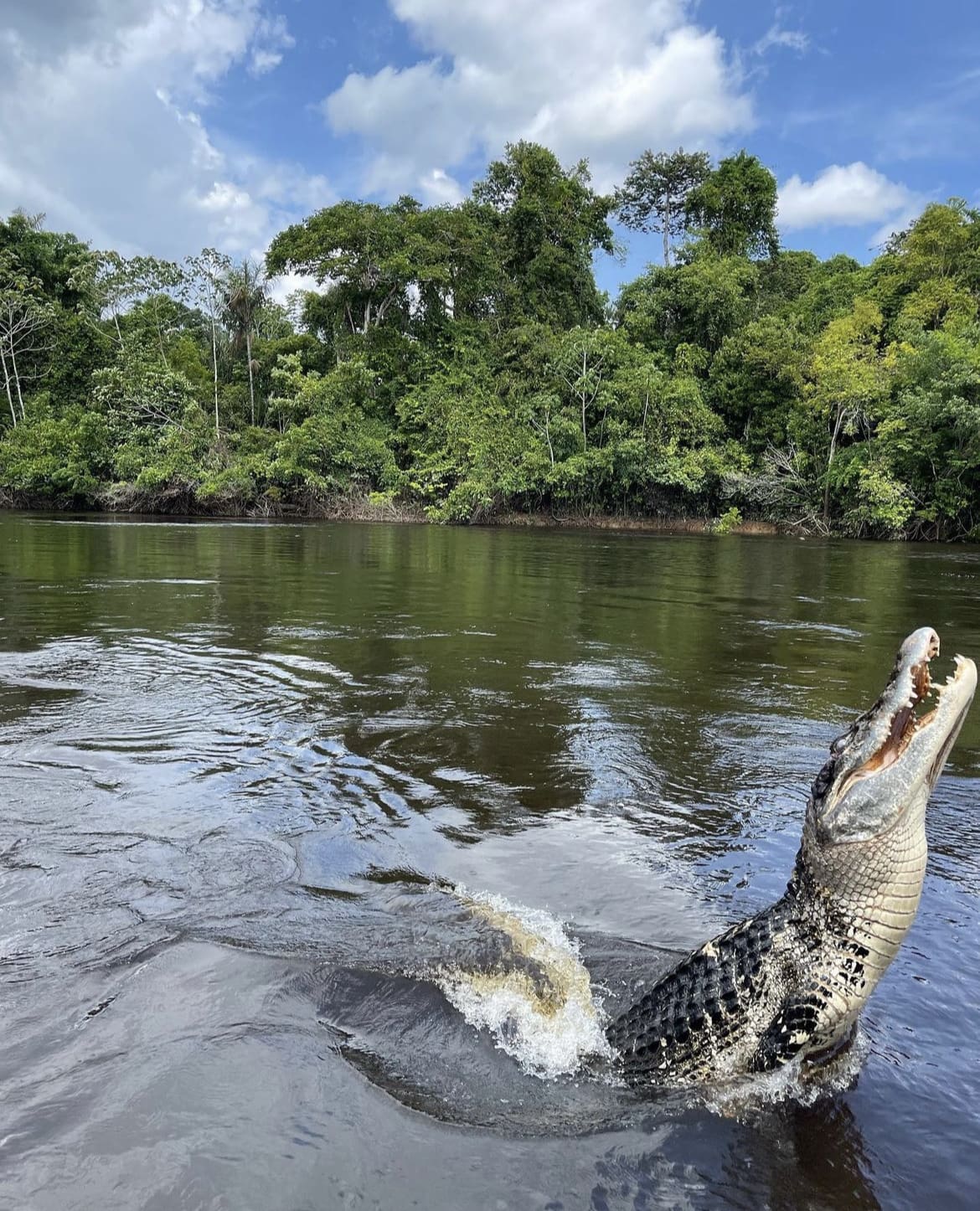 Caiman jumping out the river
