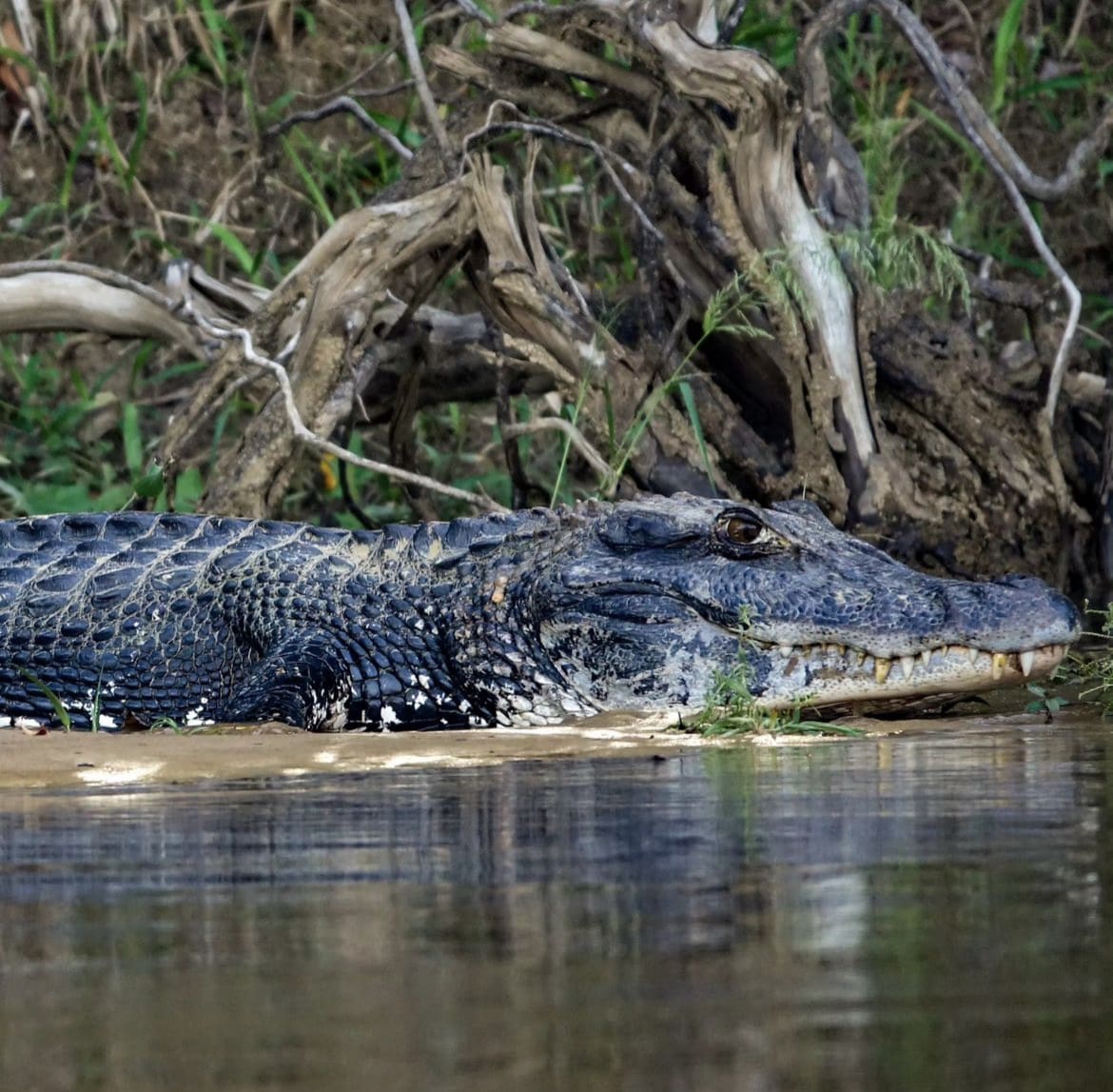 Get To Know The Black Caiman Amazon Super Predator Wildest
