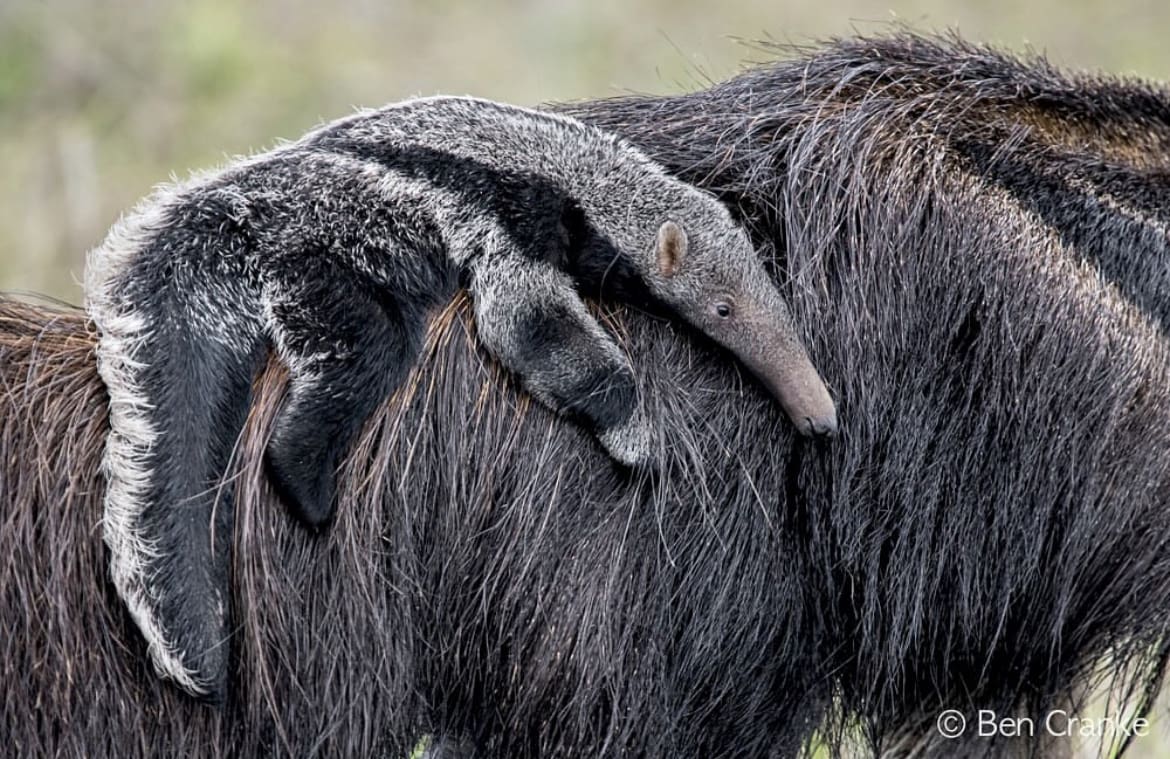 Giant anteater mother and baby