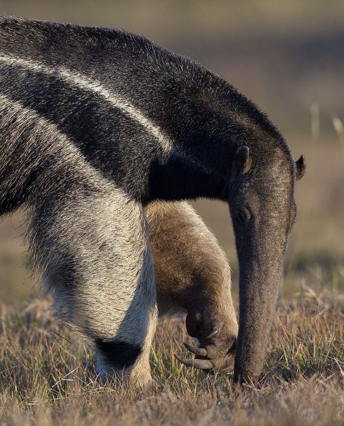 Giant anteater closeup