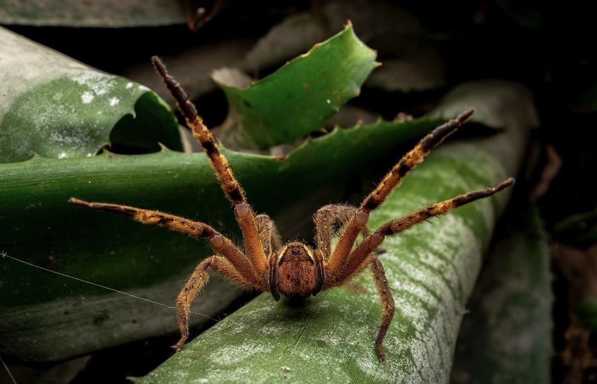 the most deadly spiders in the world