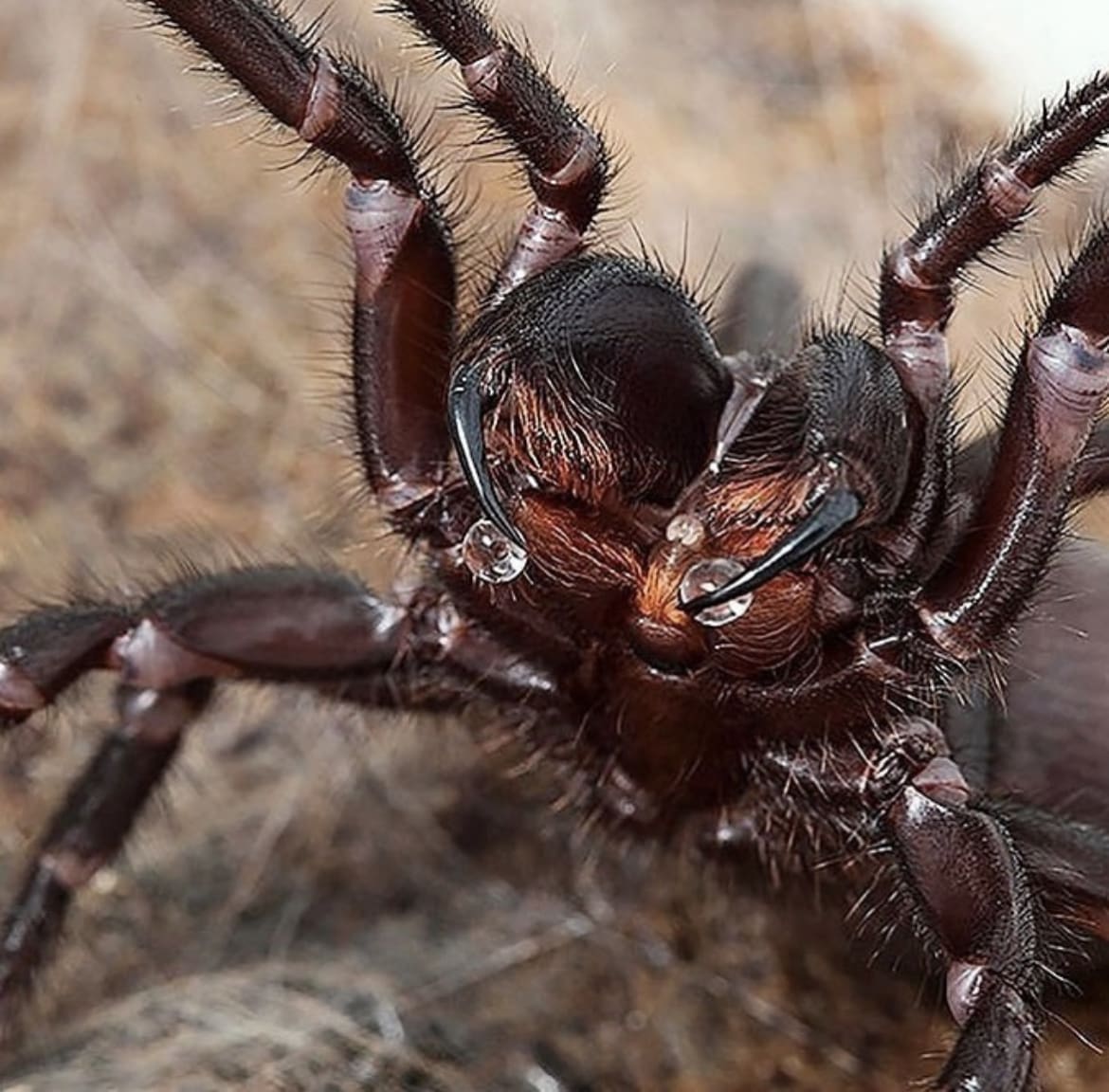 Sydney Funnel-Web Spider - Deadly Spiders of the World