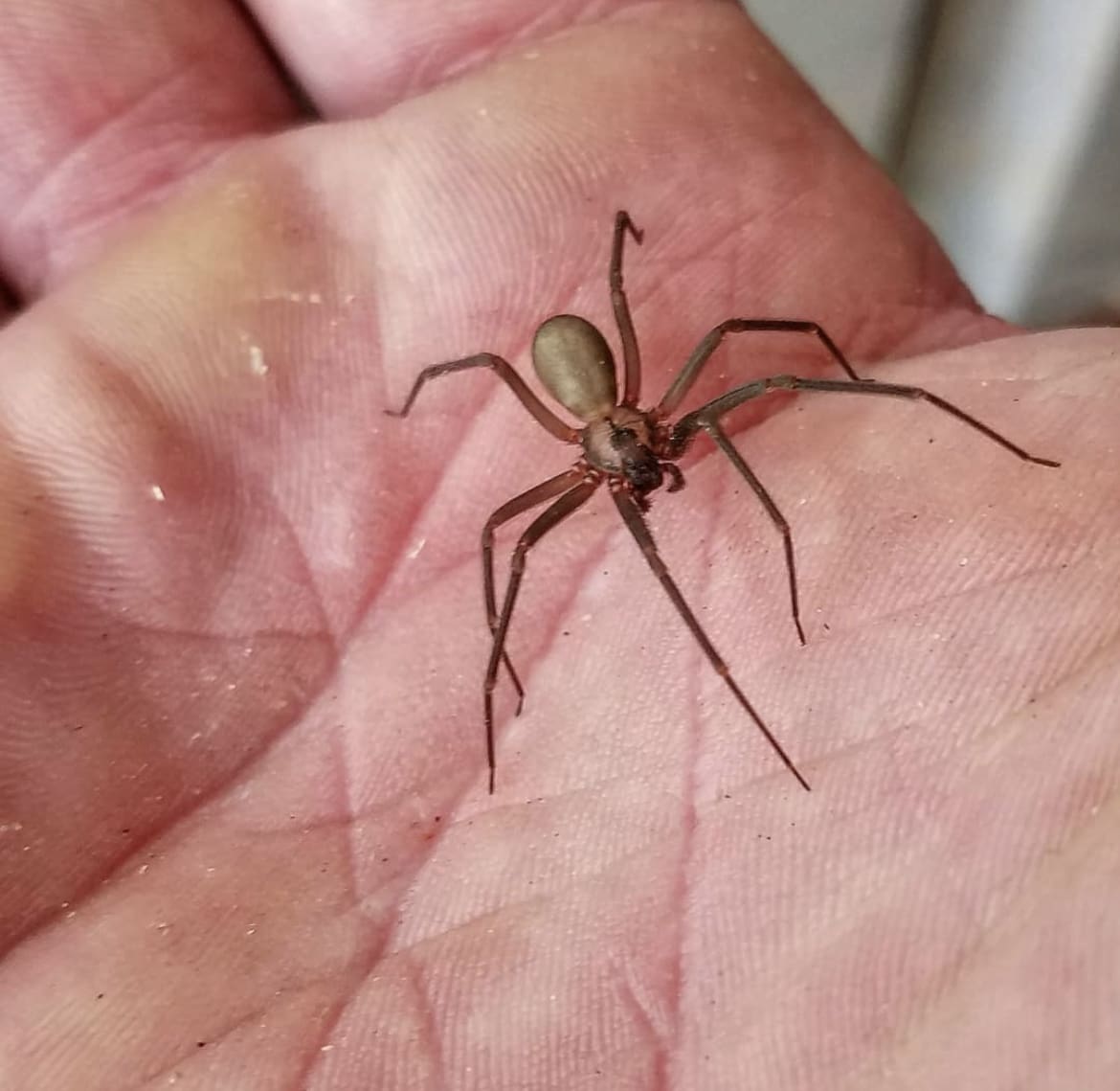 Brown Recluse Spider - Deadly Spiders of the World