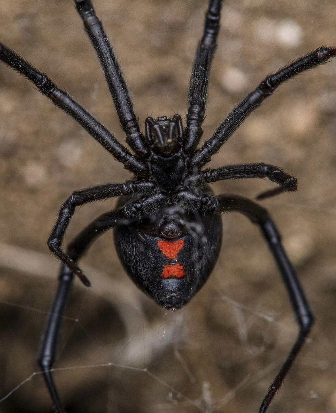 Black Widow Spider - Deadly Spiders of the World