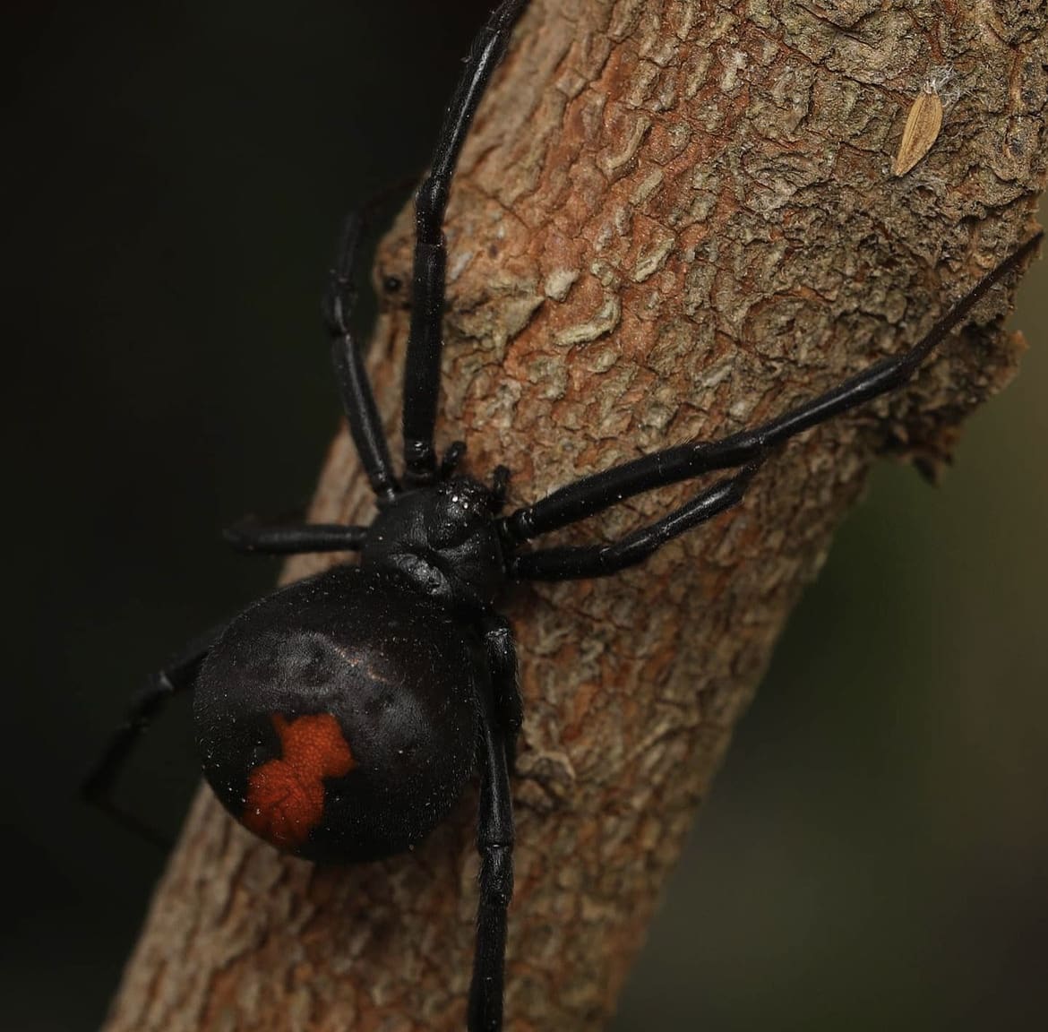 Deadly spiders of the world - Redback Spider