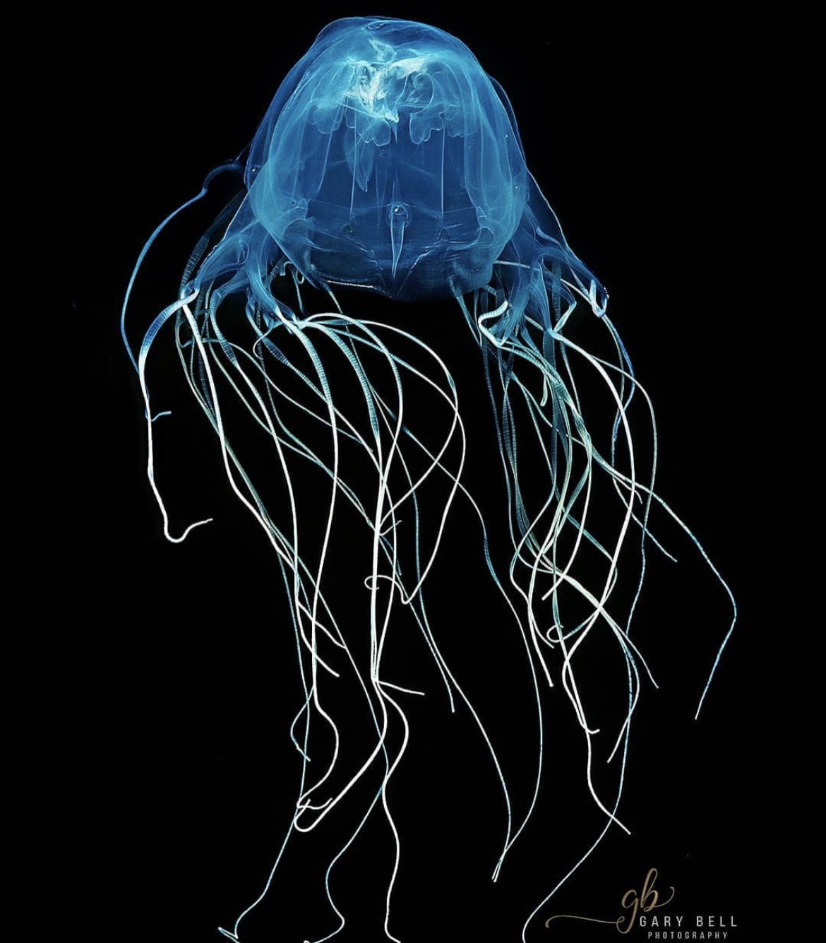 Box Jellyfish - The 10 Deadliest Animals In Australia