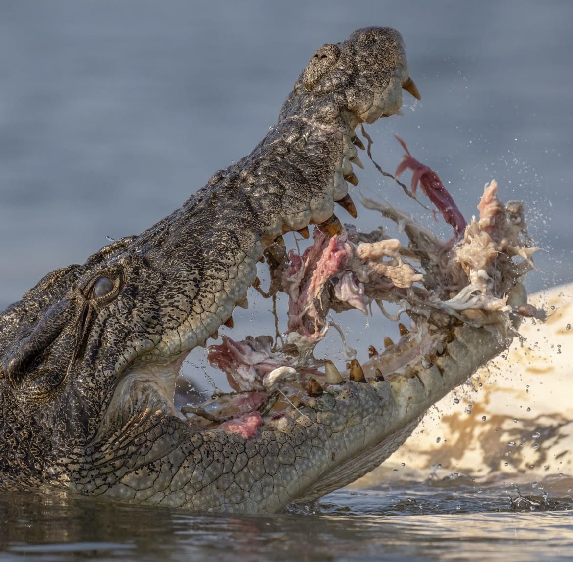 Saltwater Crocodile - The 10 Deadliest Animals In Australia