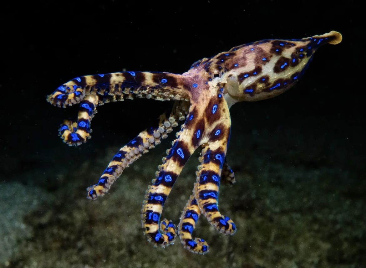 Blue-Ringed Octopus - The 10 Deadliest Animals In Australia