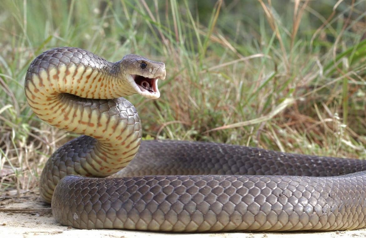 Eastern Brown Snake - The 10 Deadliest Animals In Australia