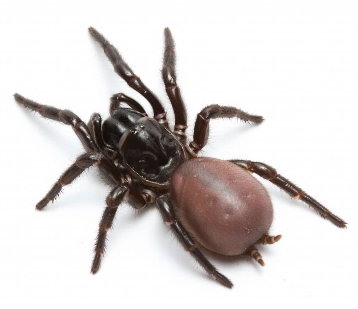 Sydney Funnel-Web Spider - The 10 Deadliest Animals In Australia