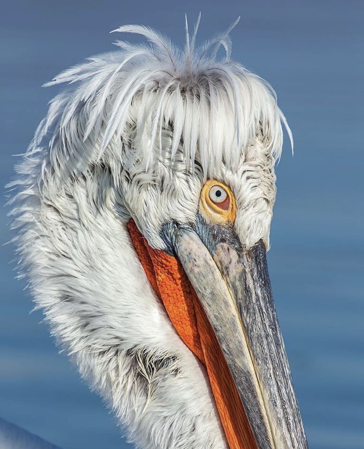 Pelican eyes