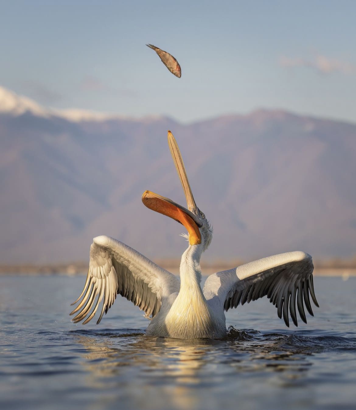 Pelican catching fish