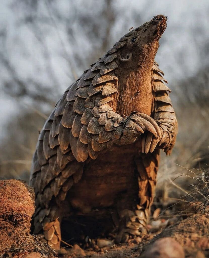 Get To Know The Pangolin Wildest