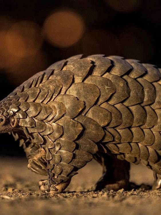 Pangolin