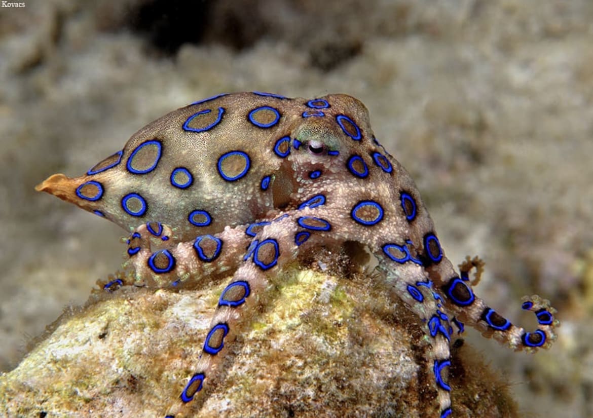 venonmous octopus