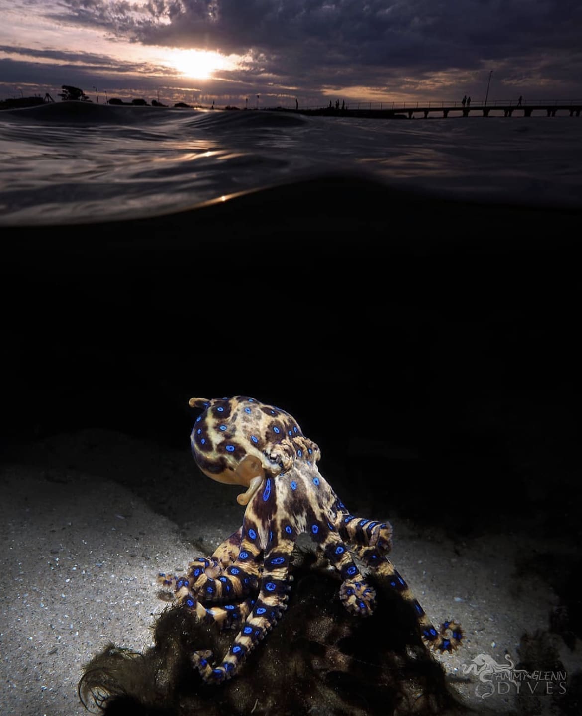 southern blue ringed octopus