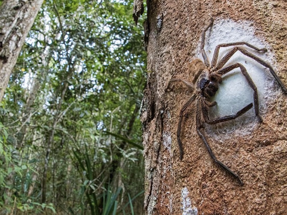 Large spider protecting its nest