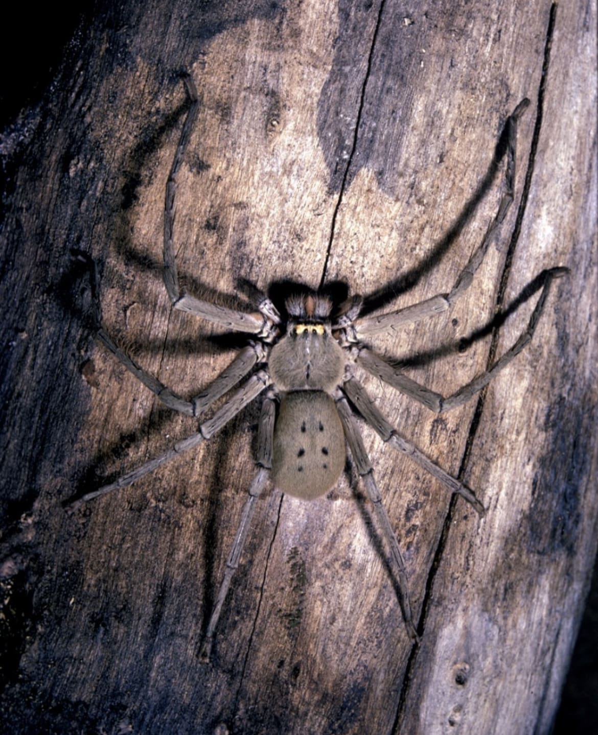 Huge australian spider