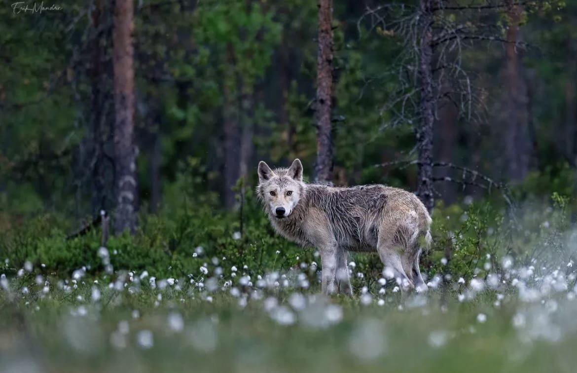 Finnish grey wolf