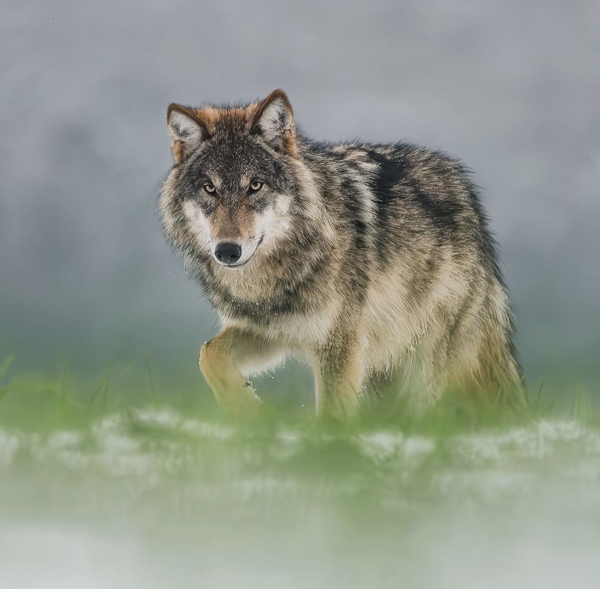 WHere to see grey wolves in Europe