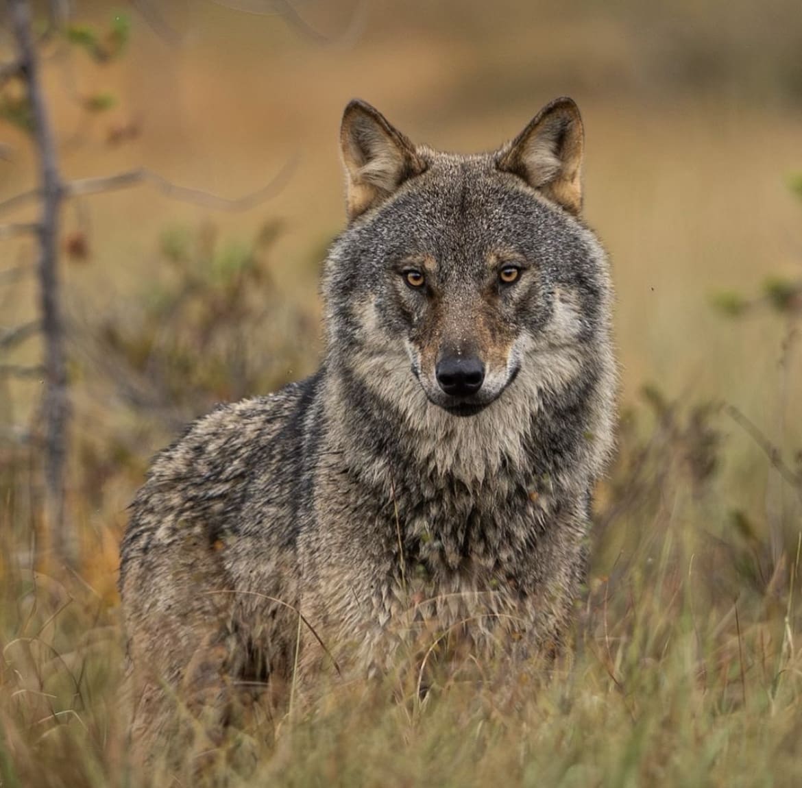 Finnish grey wolf