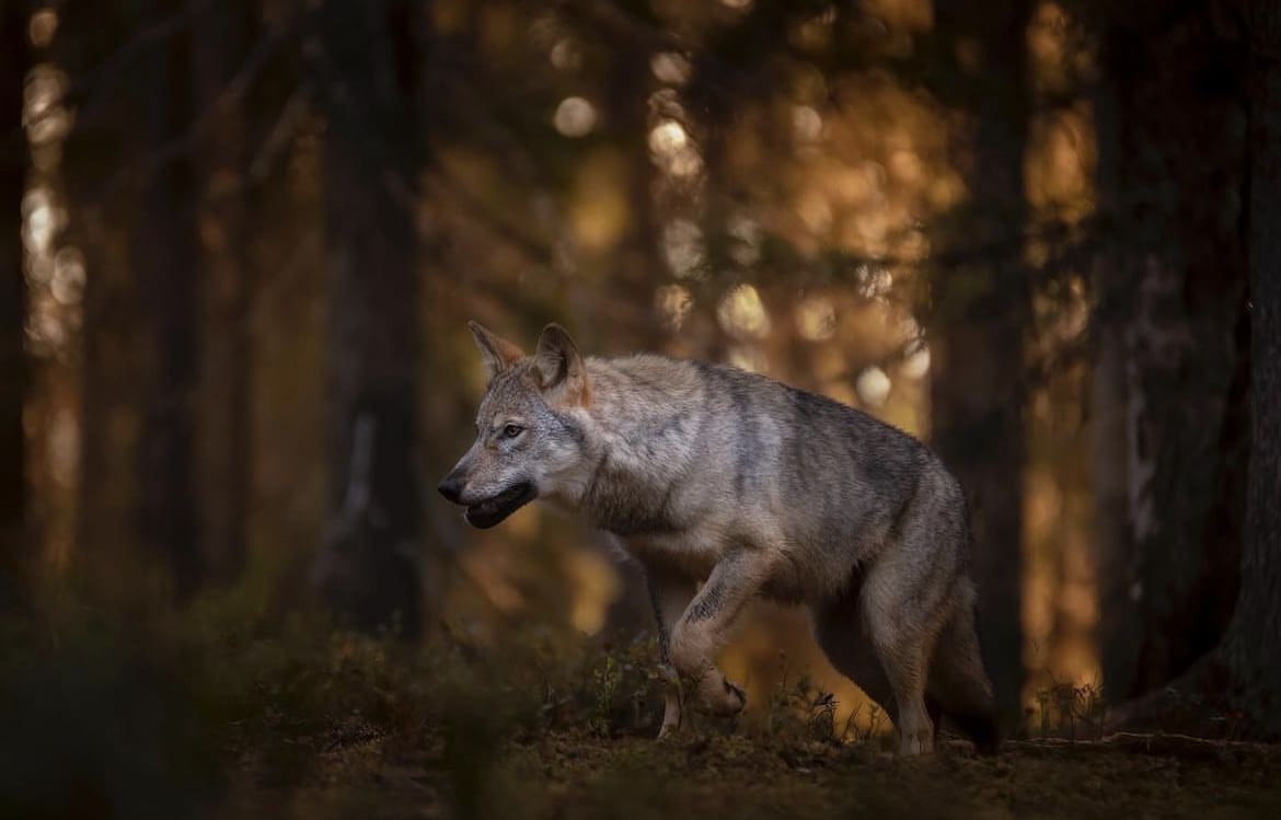 Wolves in Finland