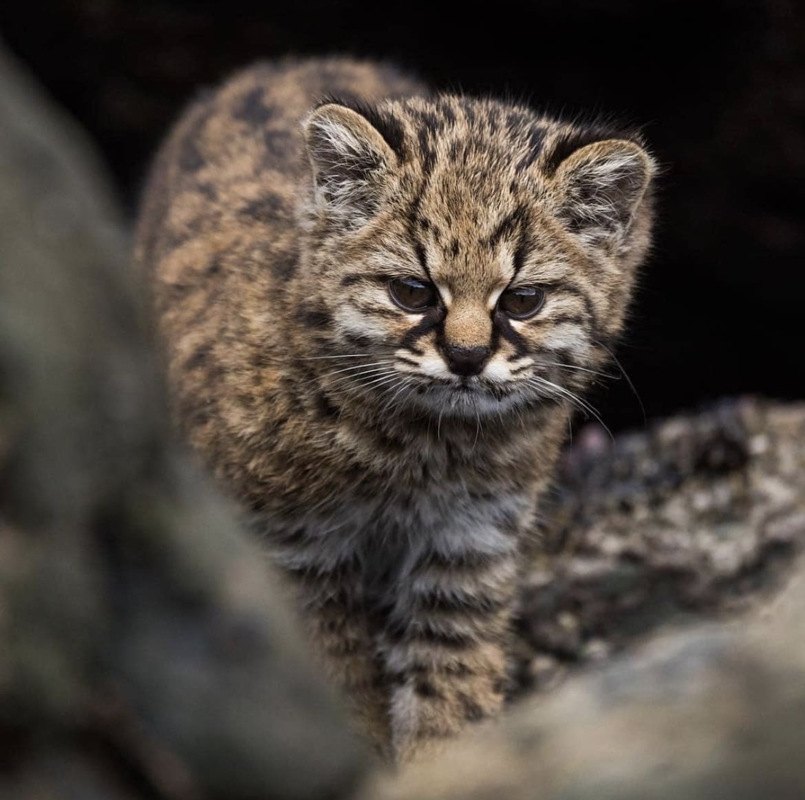 One of the smallest wild cats in south america