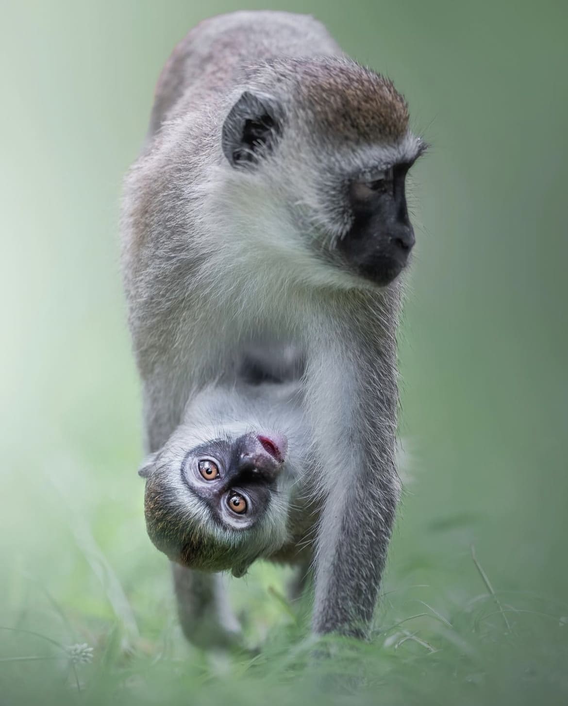 African grey monkey and baby