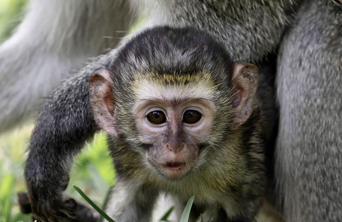 Baby ape in africa