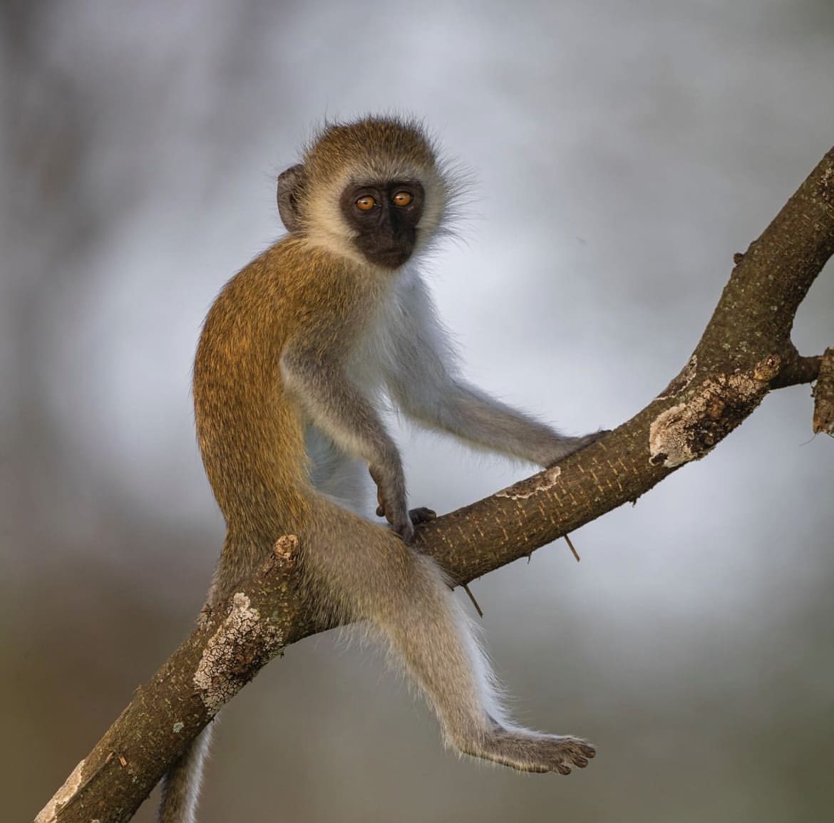 Vervet monkey, south africa