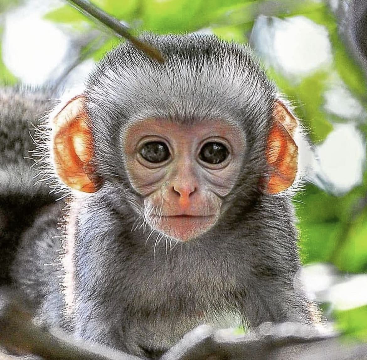 Baby monkey in the african bush