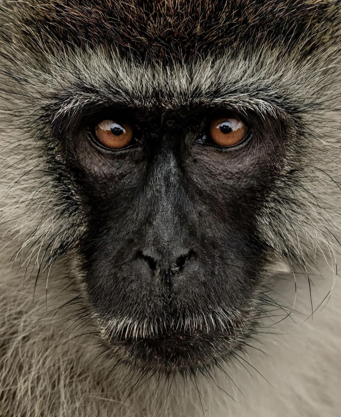 Vervet monkey closeup