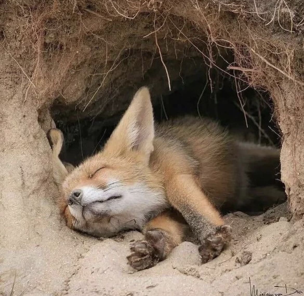 Fennec fox sleeping in a burrow