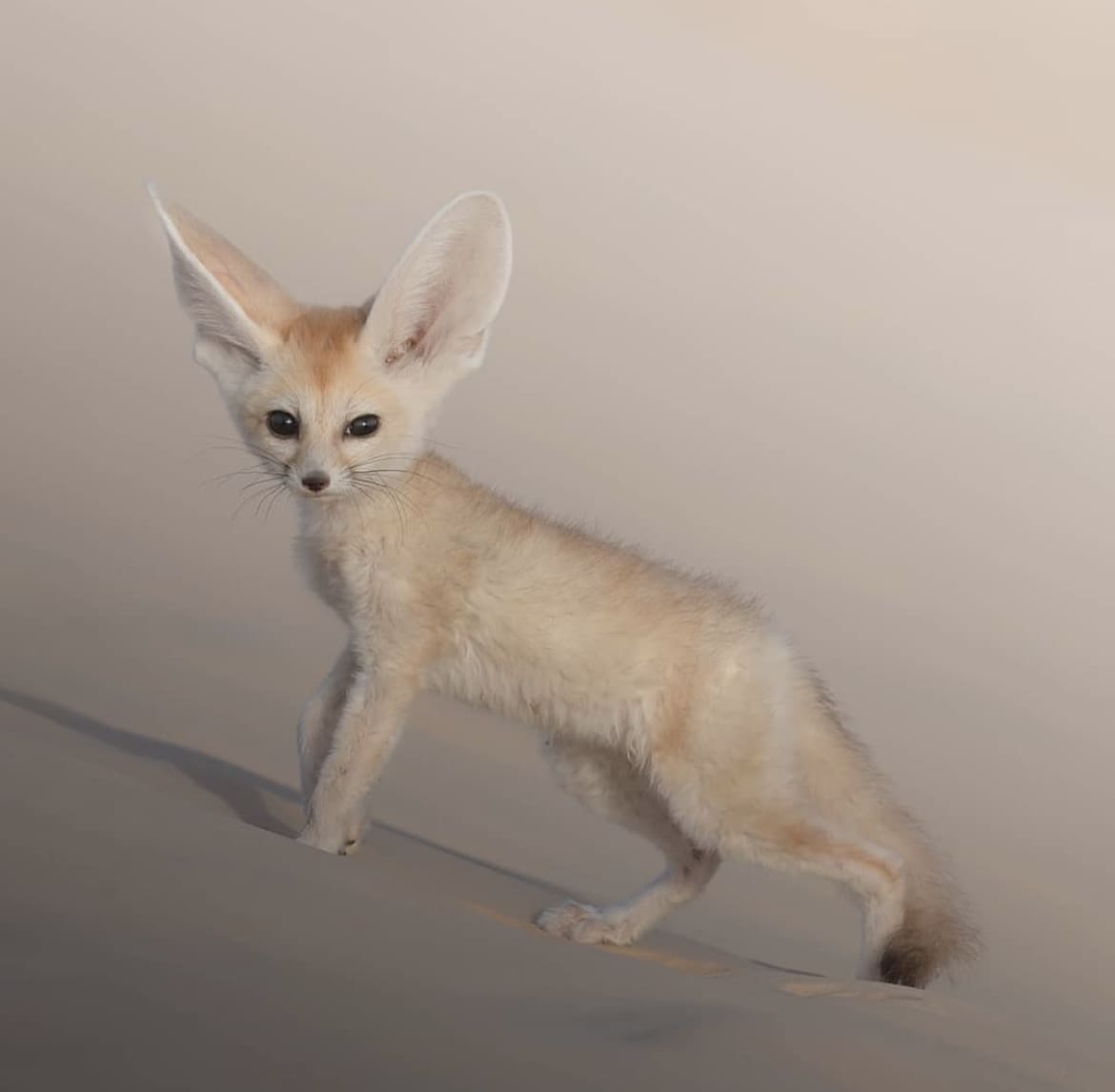 Tiny African fox running in the sandy dunes