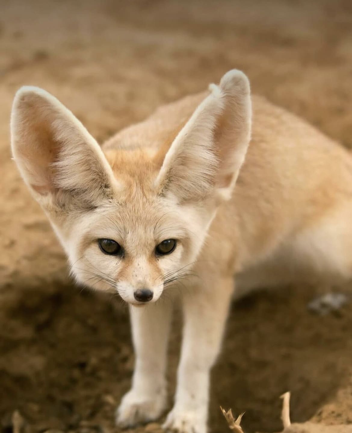 Desert fox in Morocco