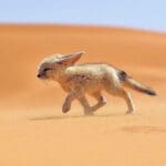 Get To Know The Fennec Fox