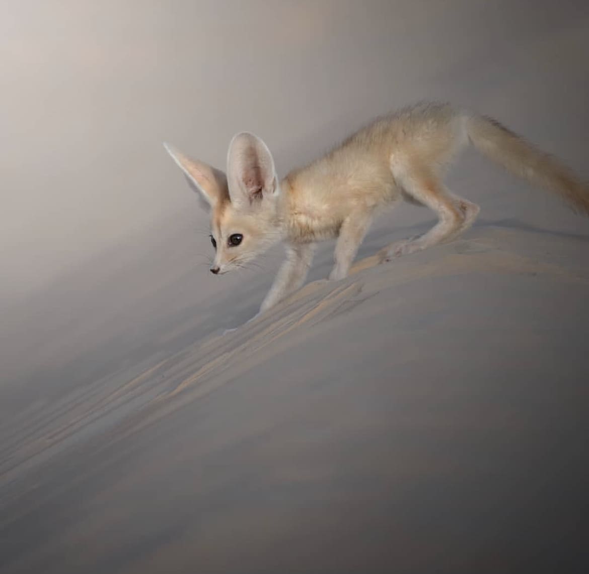 White fox running in the sand dunes