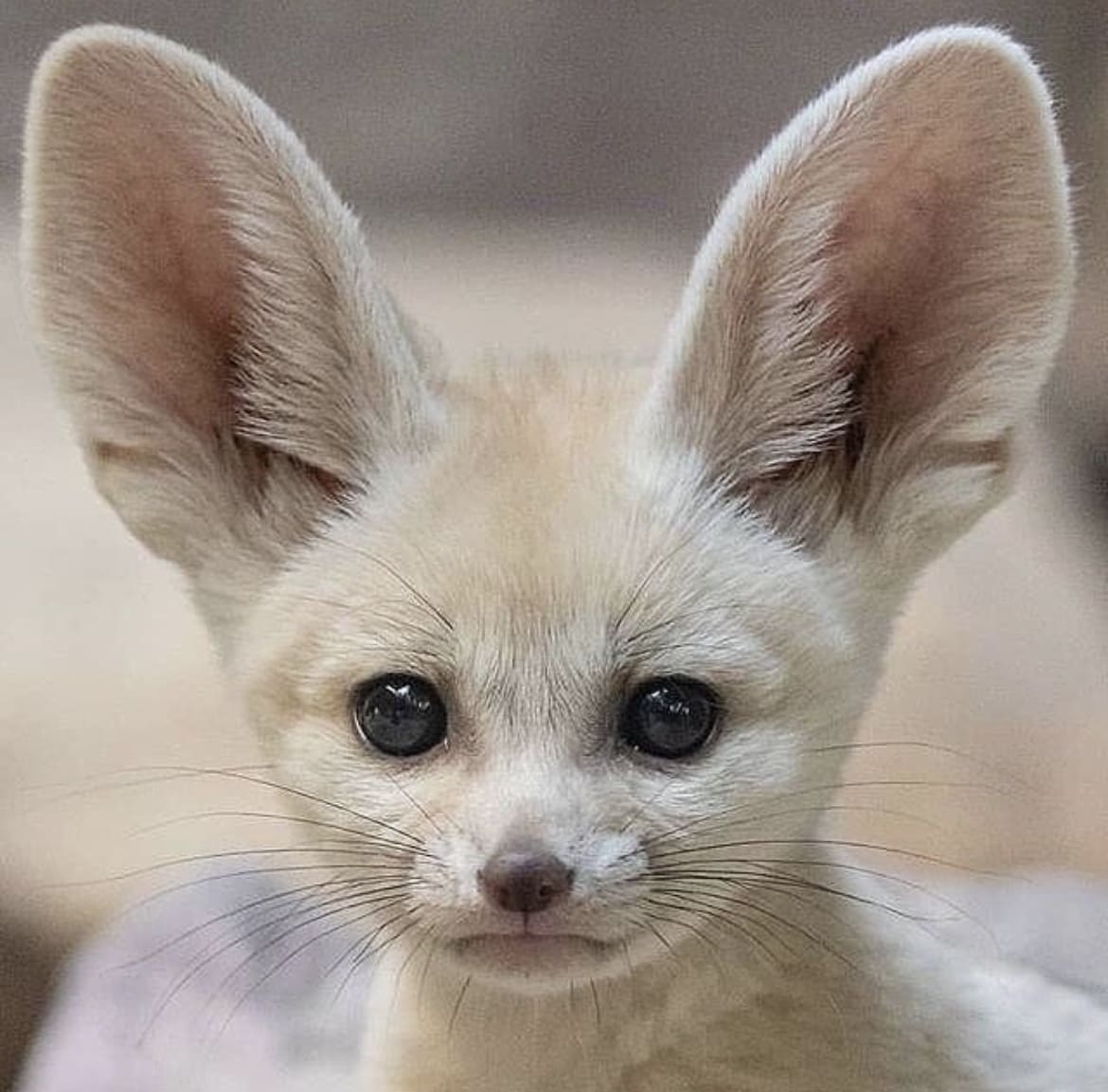 Fennec fox closeup