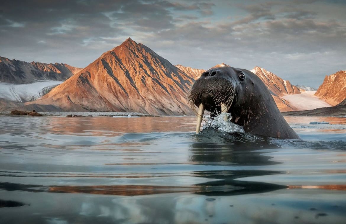 Walrus swimming in Svalbard