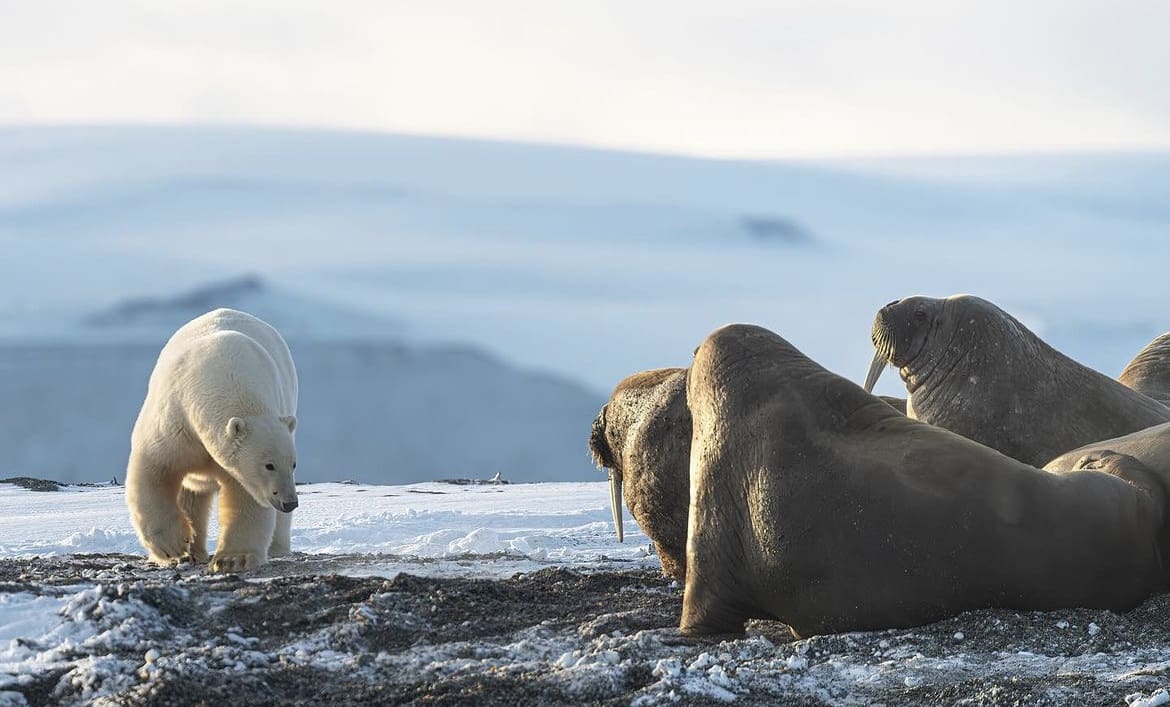 polar bear and walrus