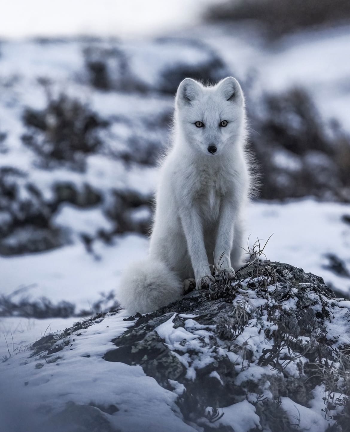 Arctic fox in Canada