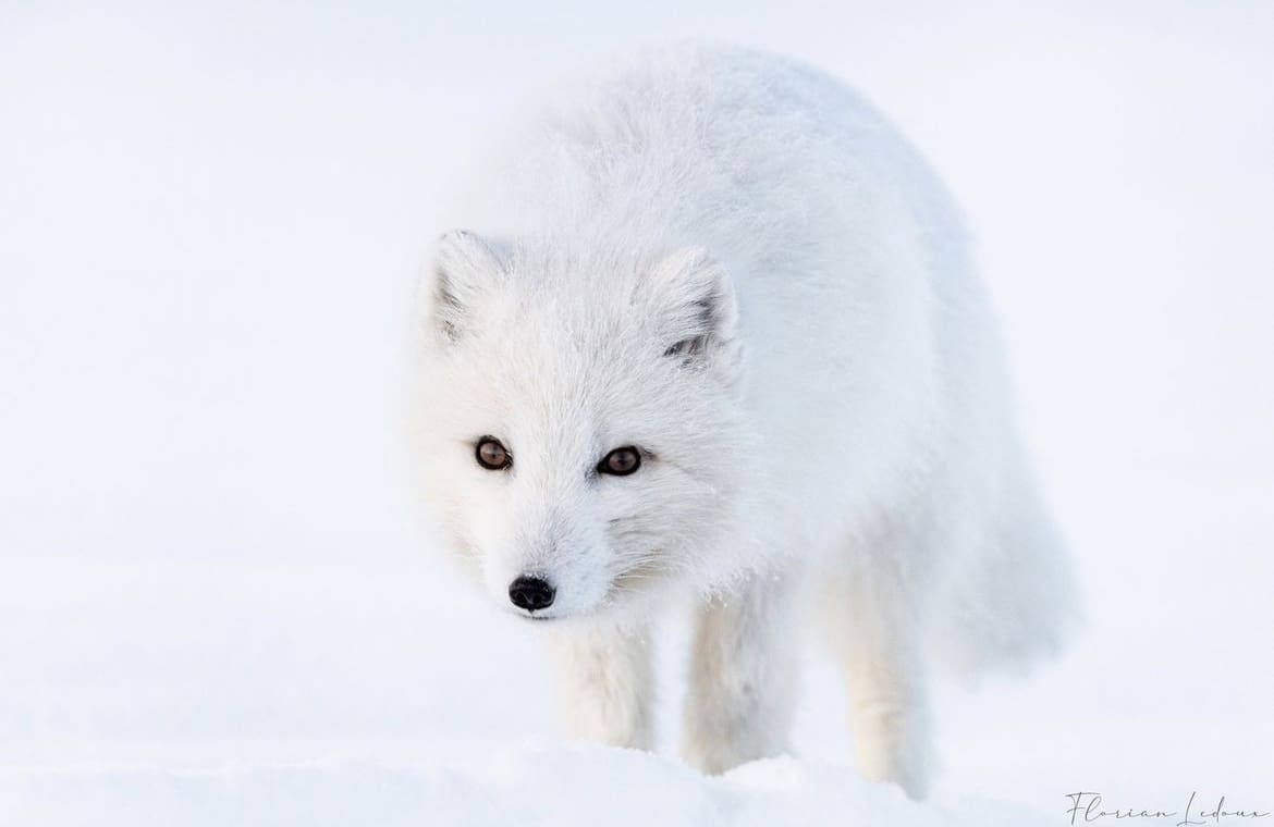 Arctic fox creaping in the snow
